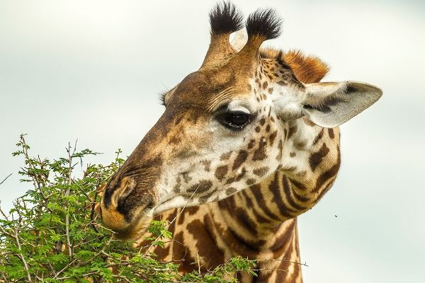 Africa-Tanzania-Tarangire National Park Maasai giraffe eating tree leaves